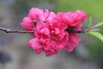 桃花盛开