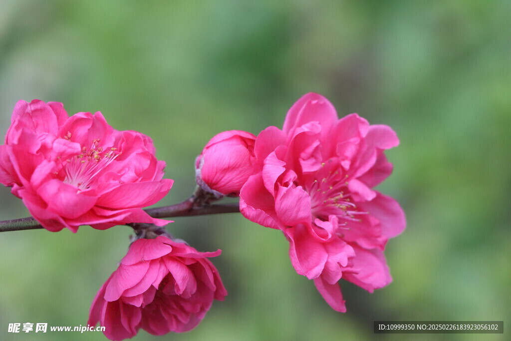 桃花盛开