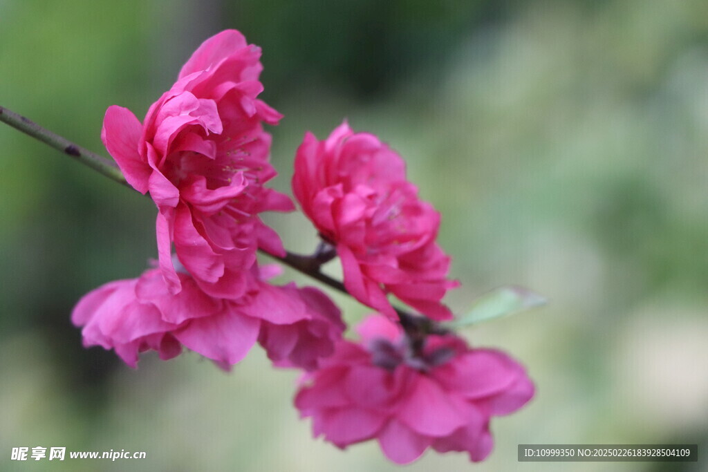 桃花