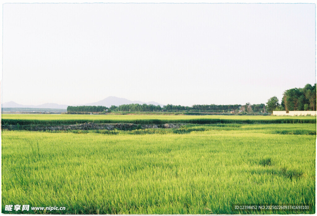 草原牧场