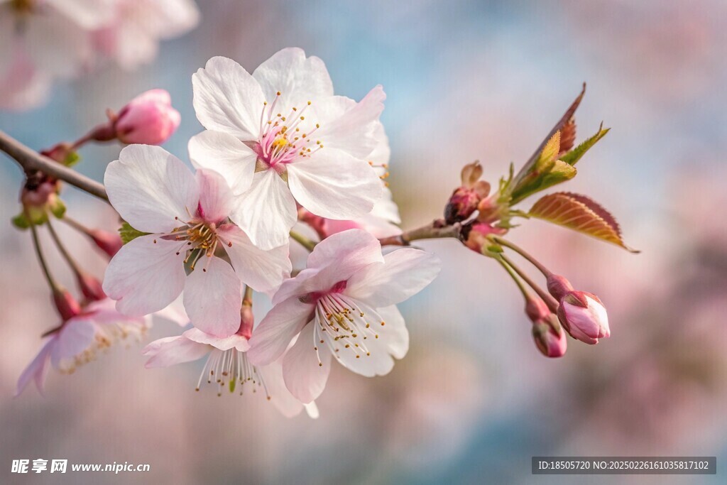 桃花