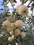 奶油苹果
