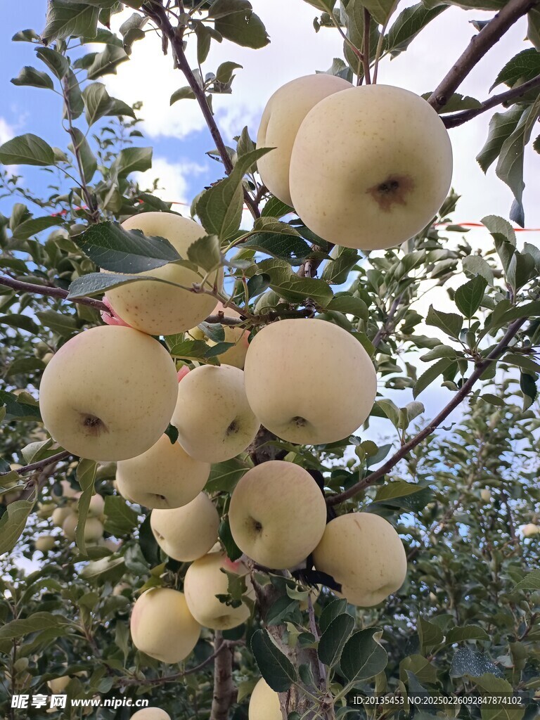 奶油苹果