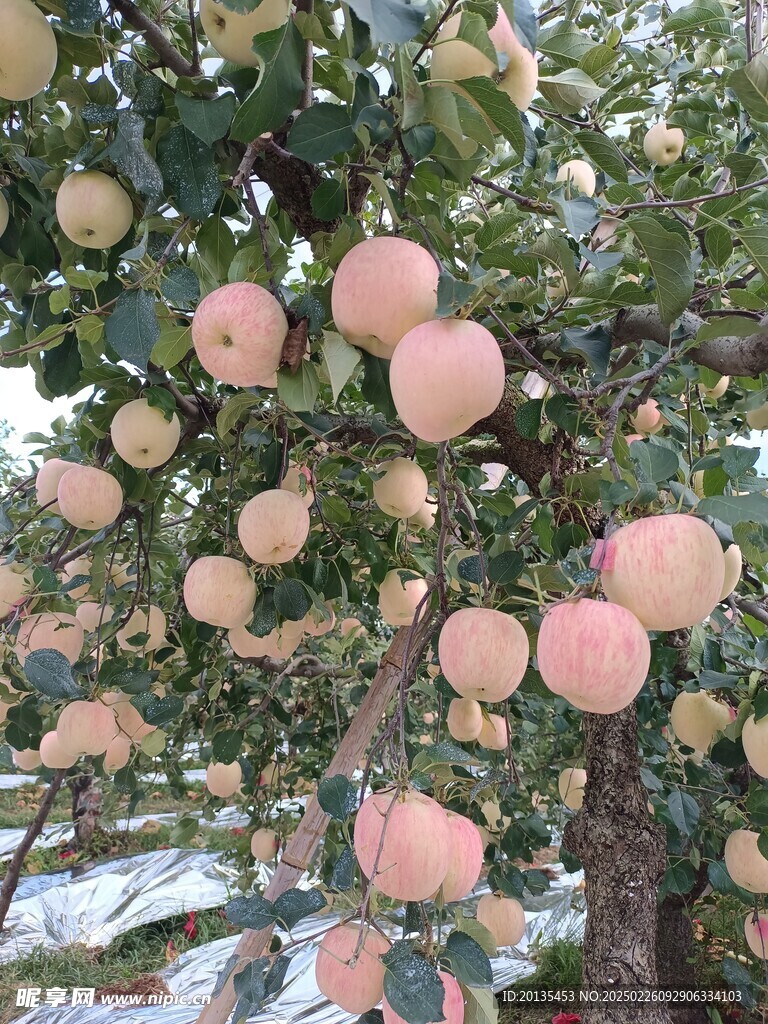 苹果树