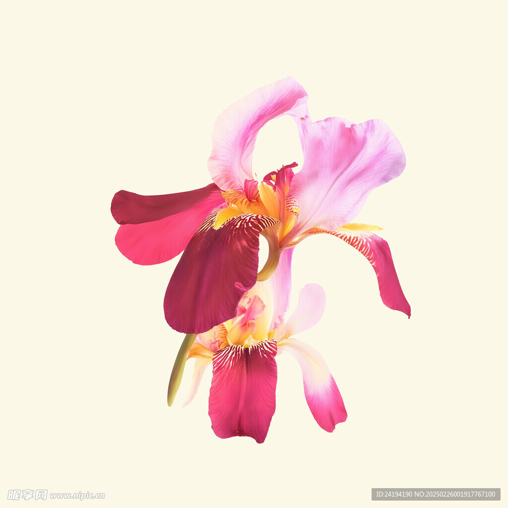 水彩花