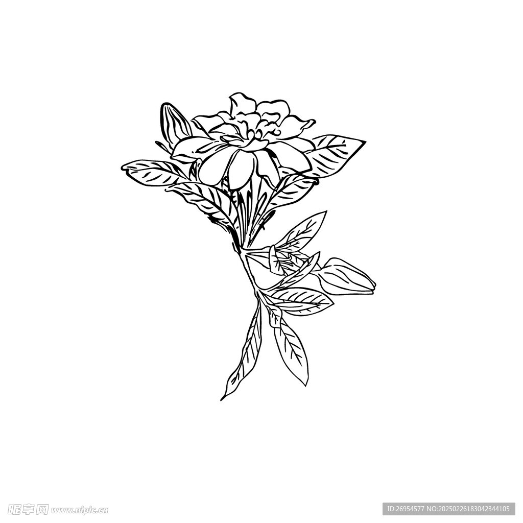 素描花 矢量图花素材 卡通图案