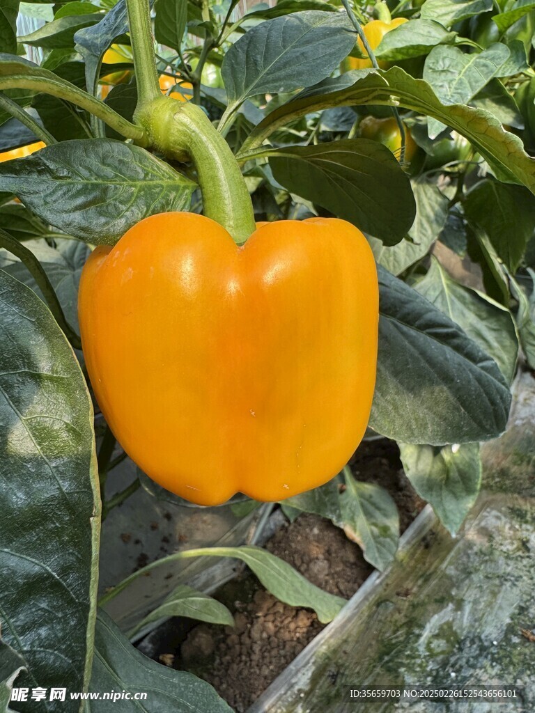 黄色彩椒