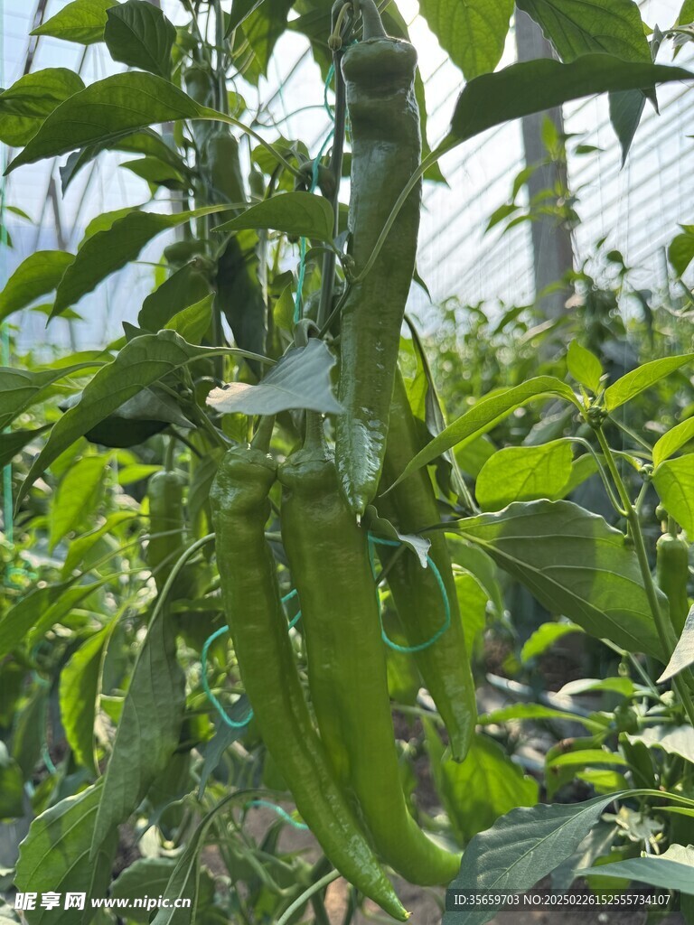 辣椒