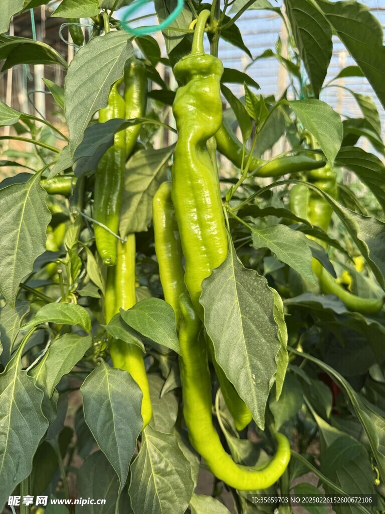 辣椒