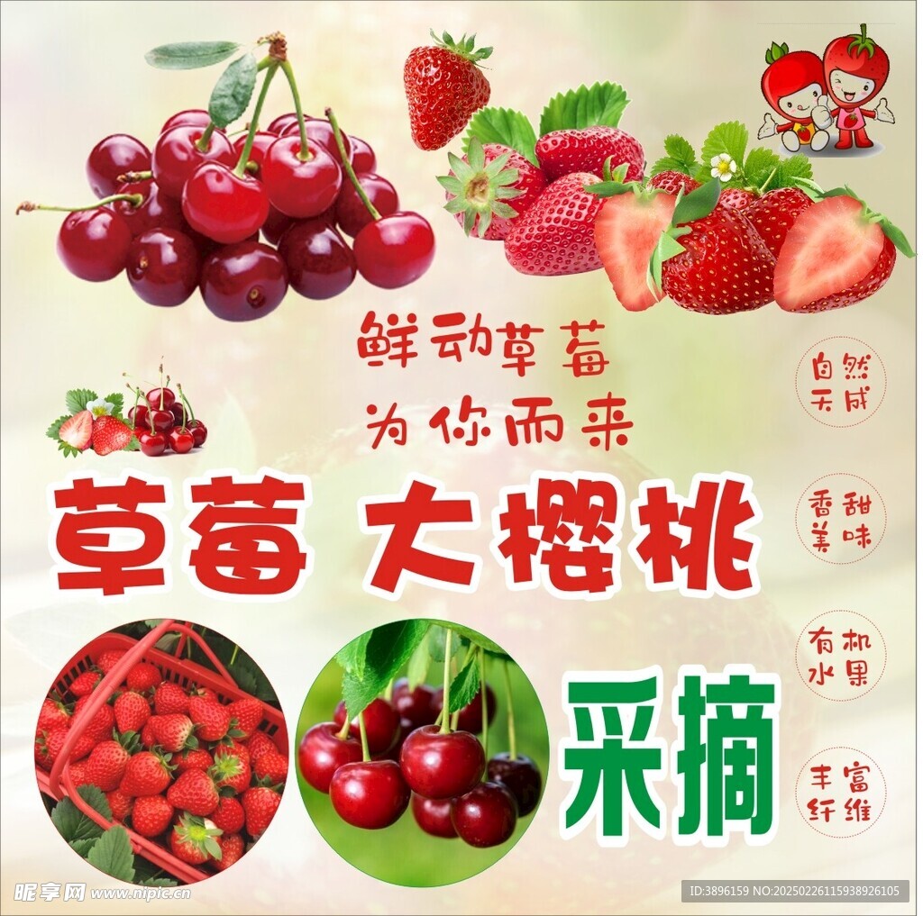 草莓  樱桃 