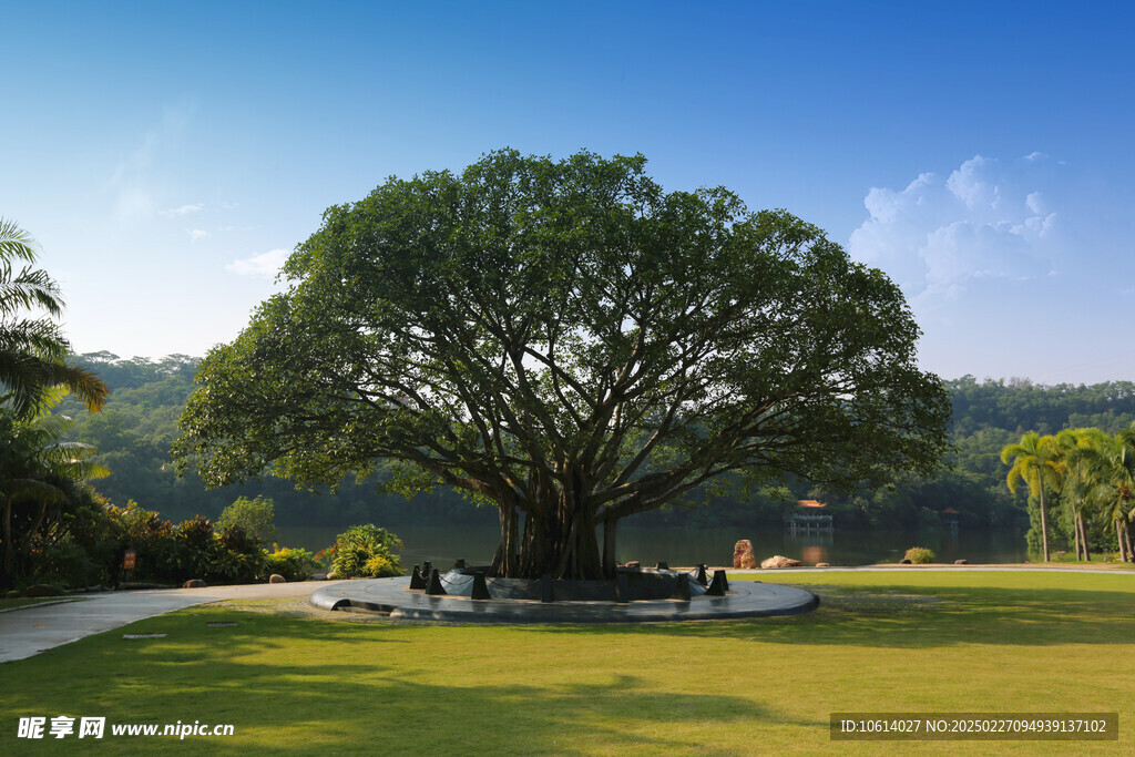 仙湖 植物园 榕树