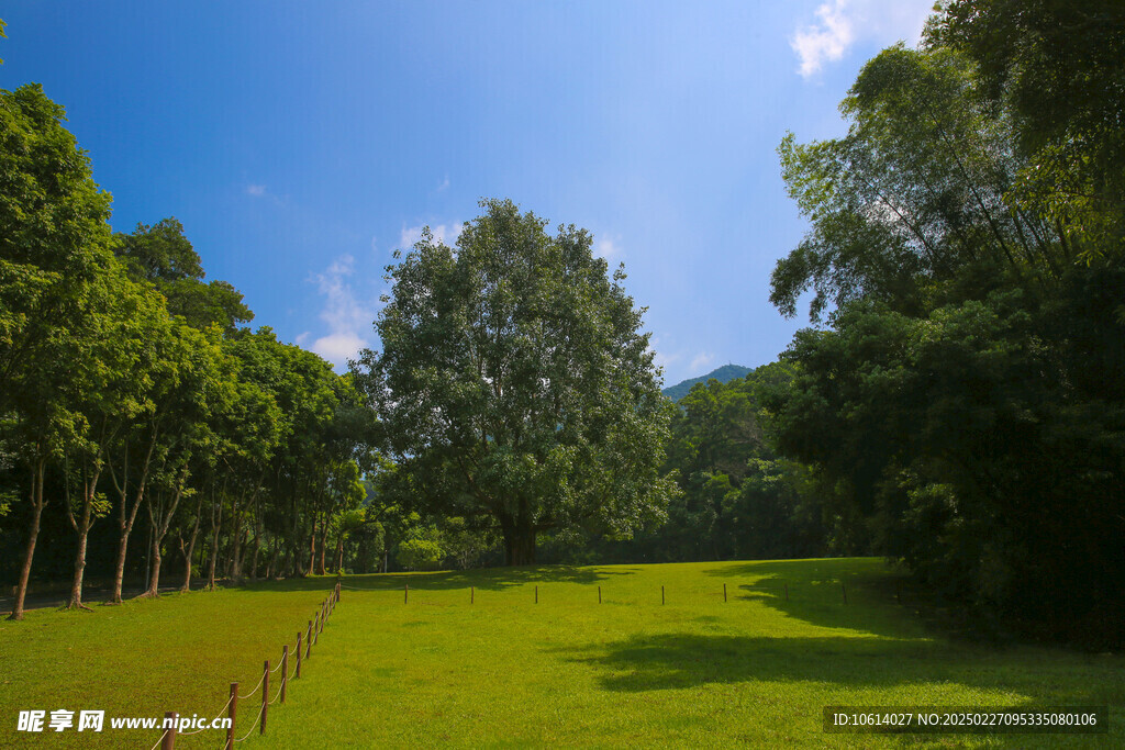 仙湖 植物园 榕树