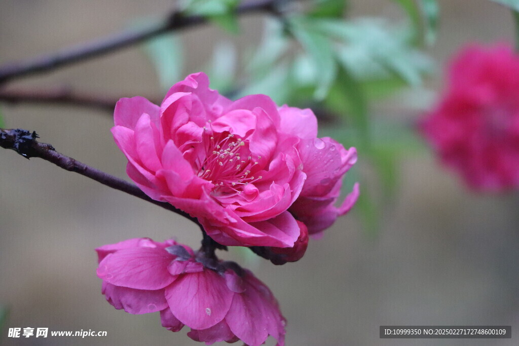 桃花