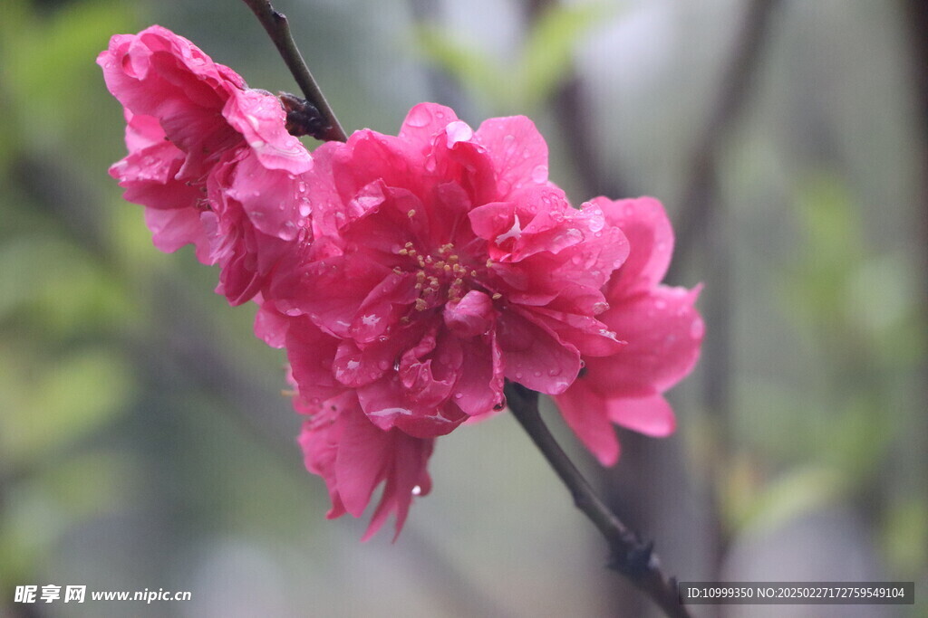桃花