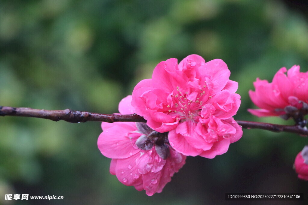 桃花