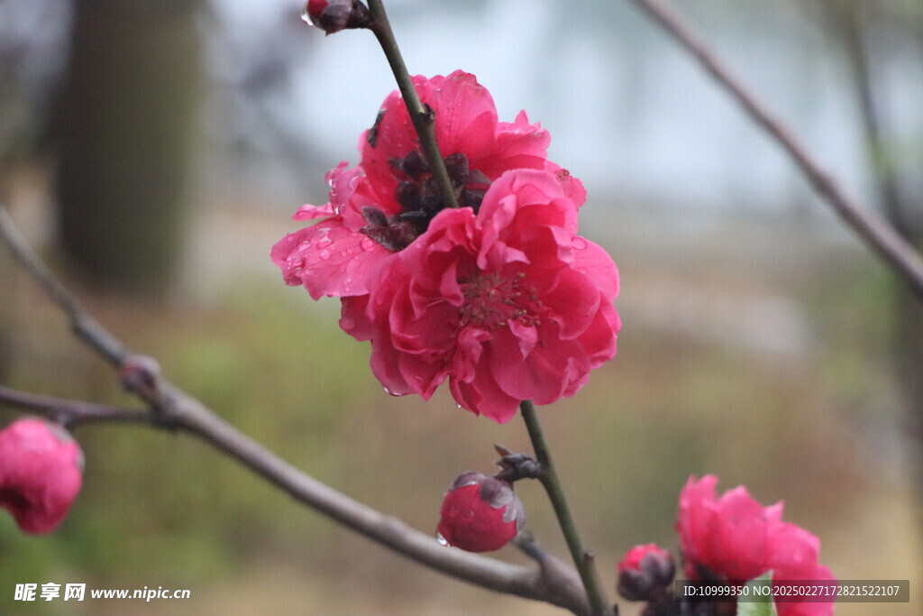 桃花