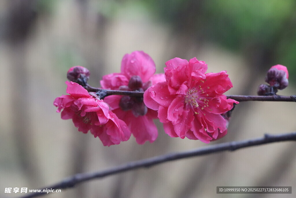 桃花