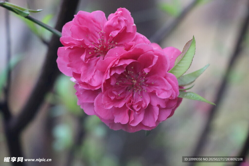 桃花