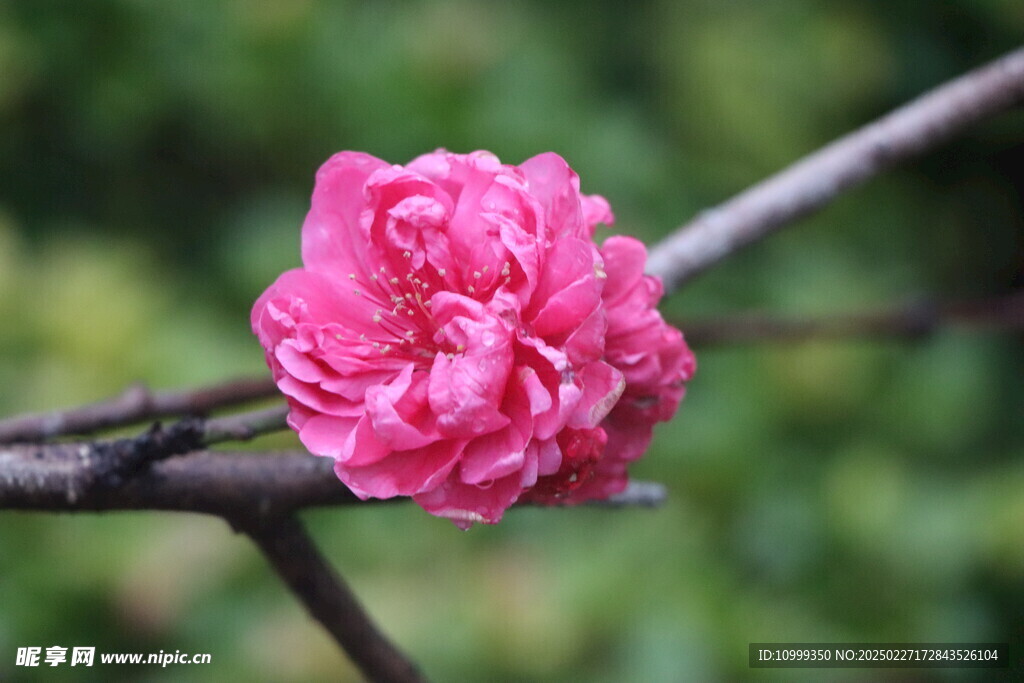 桃花
