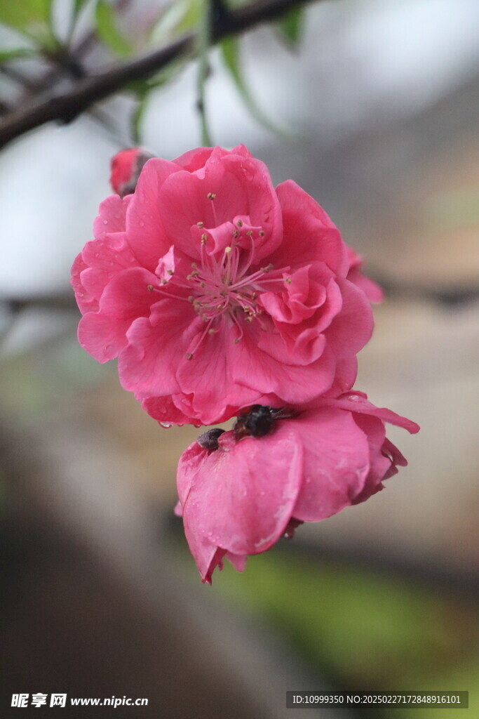 桃花