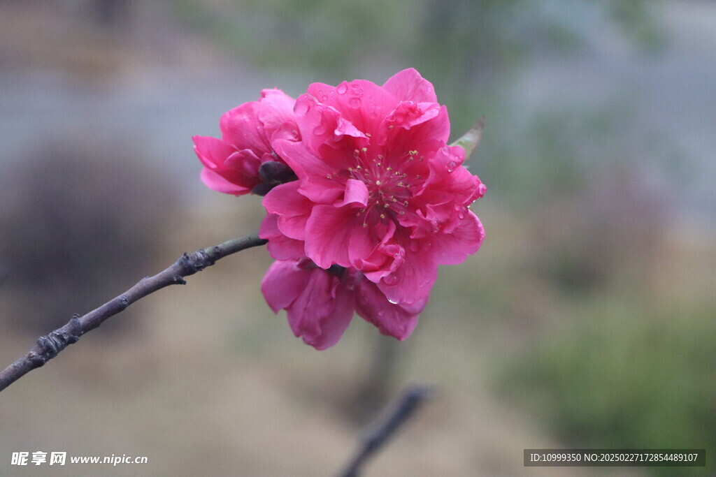 桃花