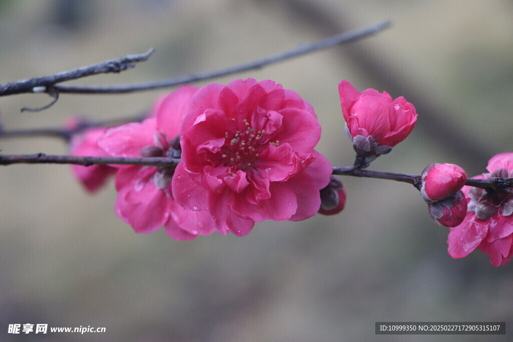 桃花