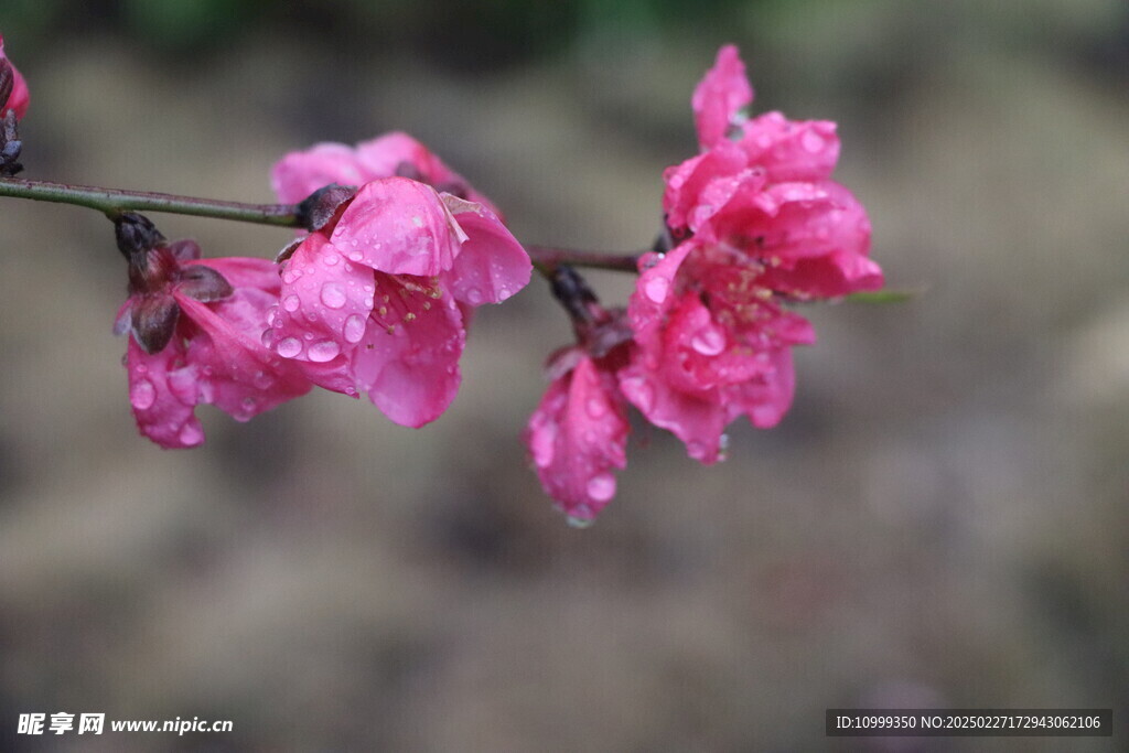 桃花