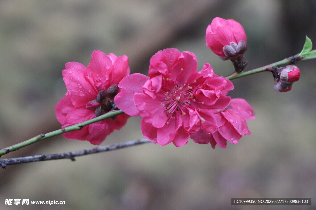 桃花