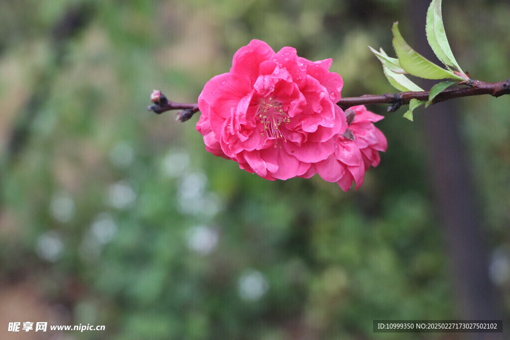 桃花