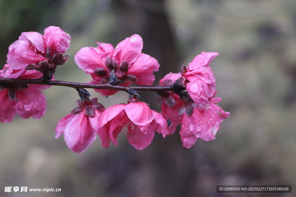 桃花