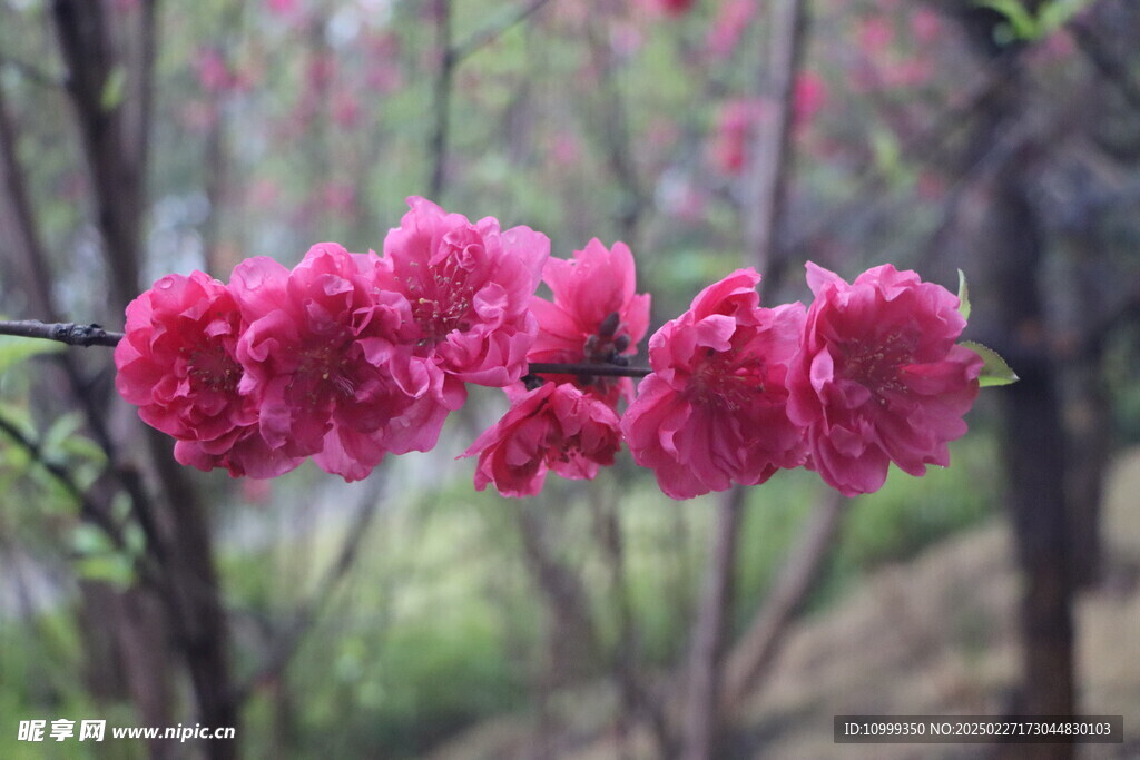 桃花