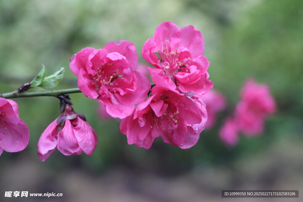 桃花