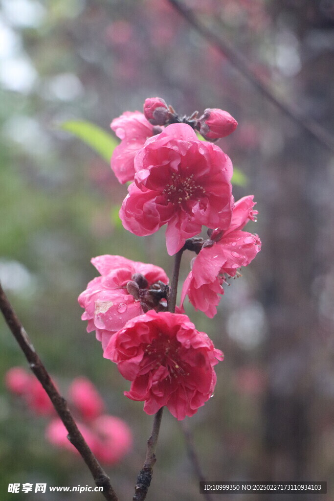 桃花