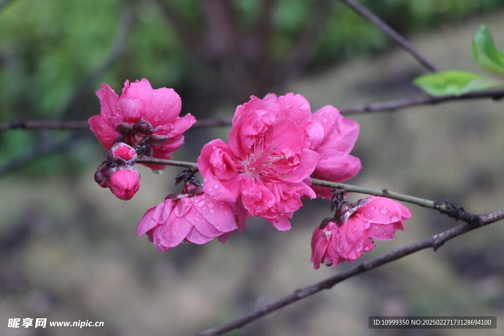 桃花