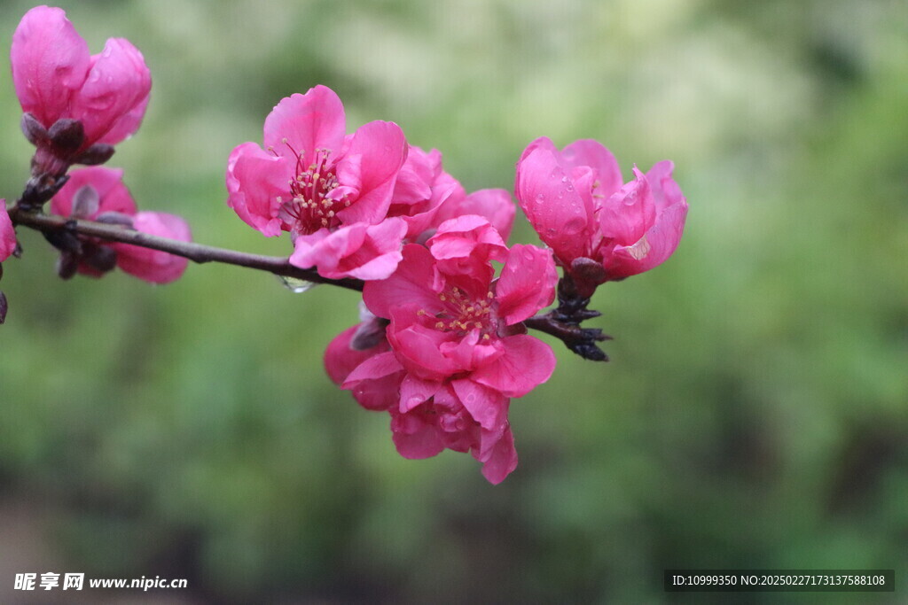 桃花