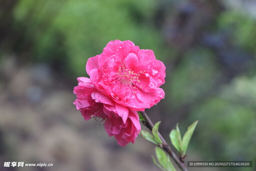 桃花