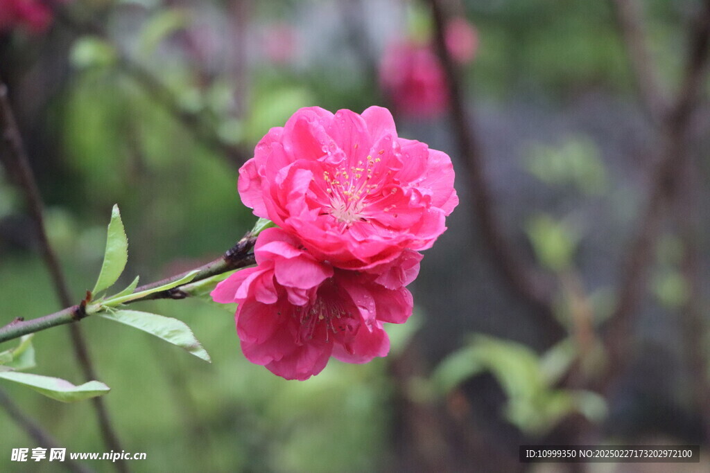 桃花