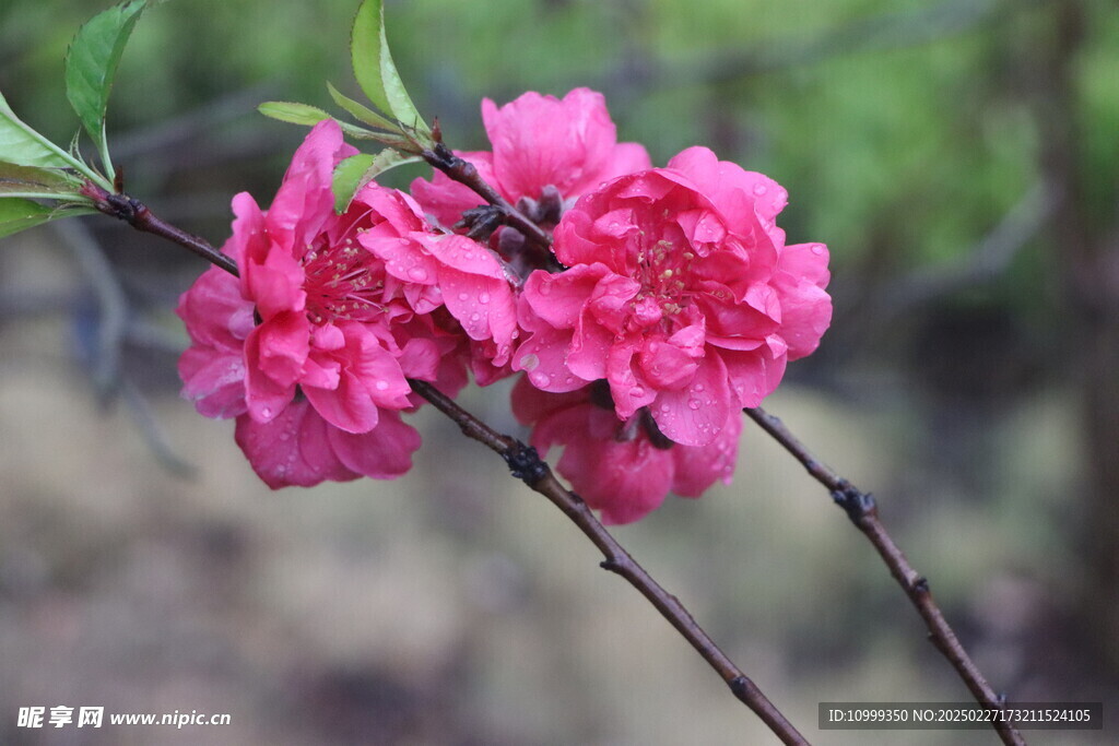 桃花