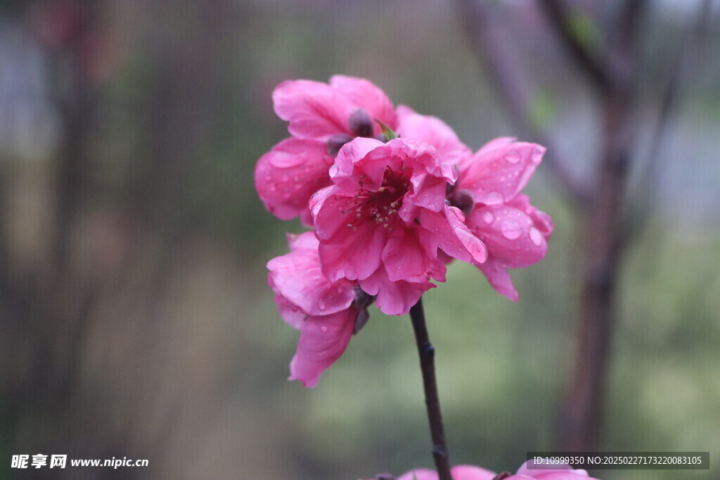 桃花