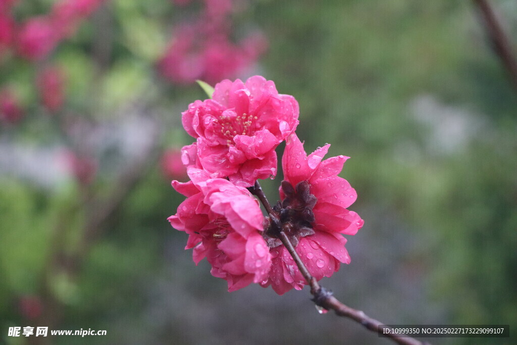 桃花