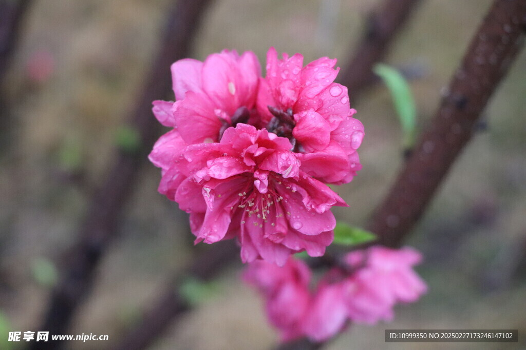 桃花