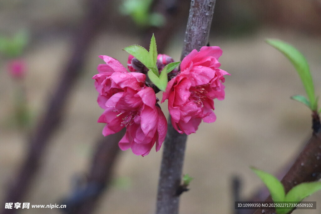 桃花