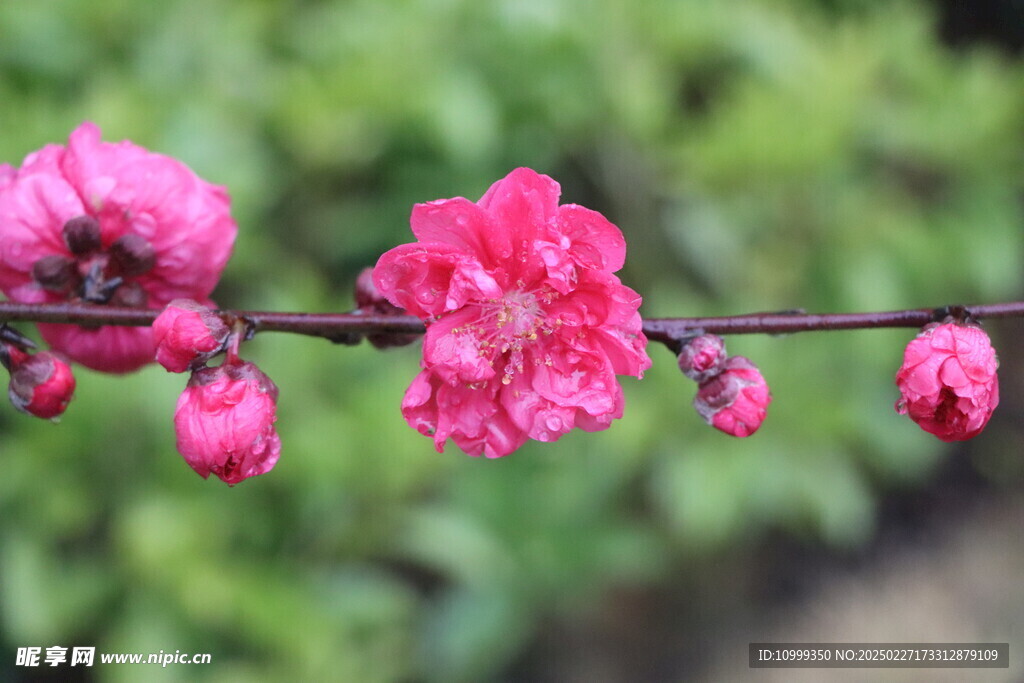 桃花