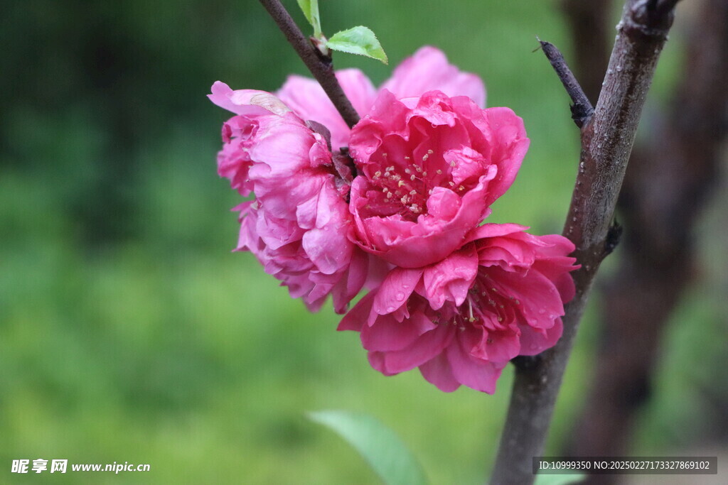 桃花