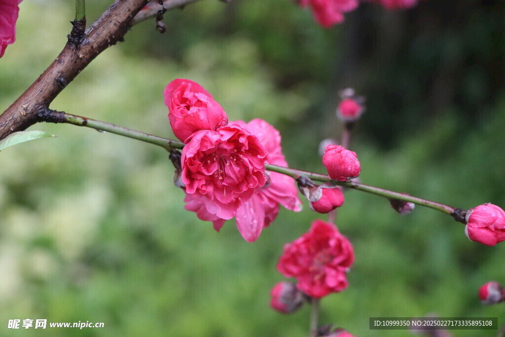 桃花