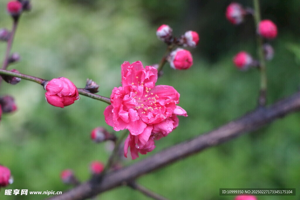 桃花