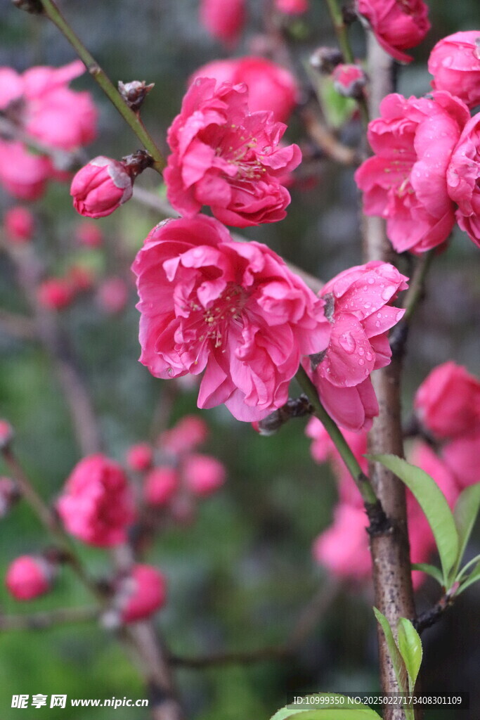 桃花盛开