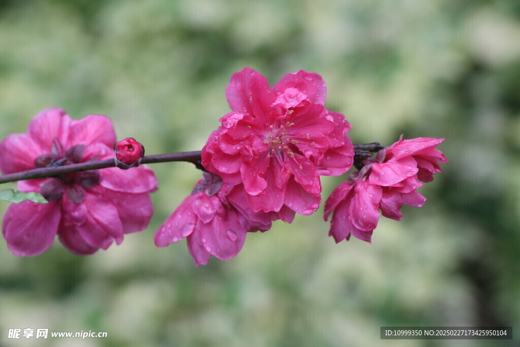 桃花