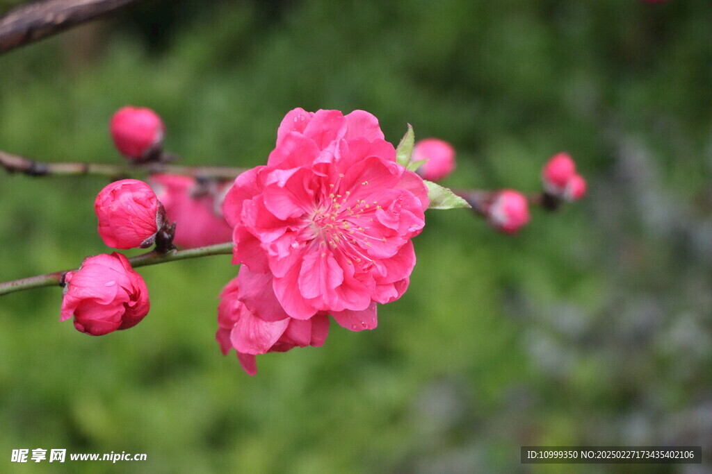 桃花