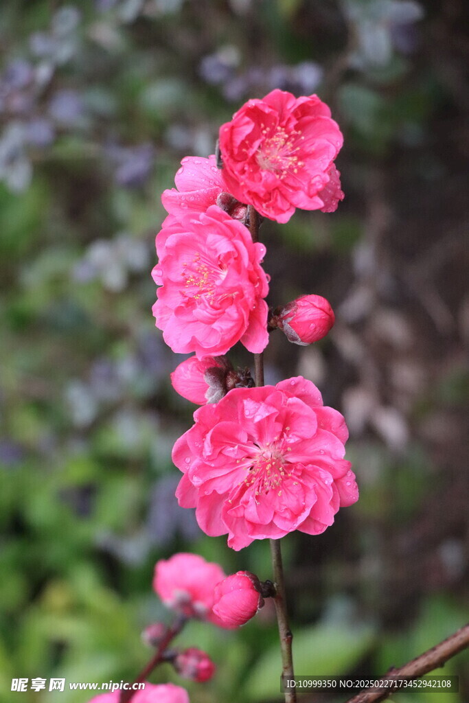 桃花